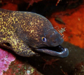   Moray Eelcleaned cleaner shrimp  